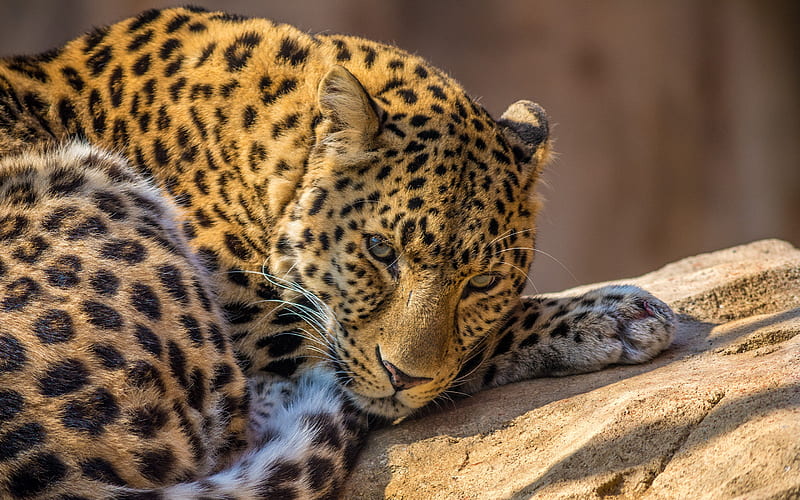 Zoo Leopard, leopard, animals, zoo, HD wallpaper