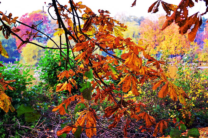 Chestnut Leaves, colors, autumn, trees, landscape, HD wallpaper
