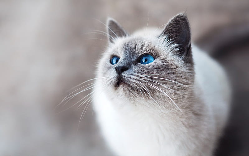 Ragdoll, fluffy gray cat, blue eyes, cute animals, pets, cats, HD wallpaper