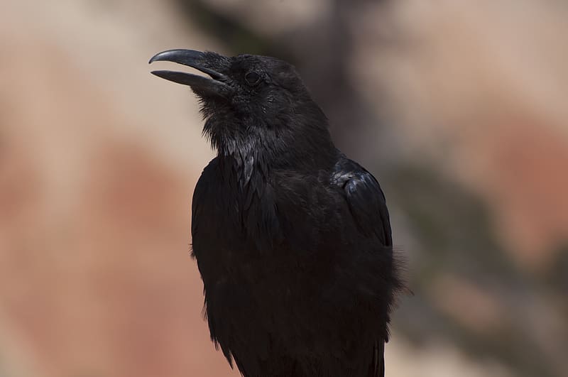 crow, bird, beak, black, blur, HD wallpaper