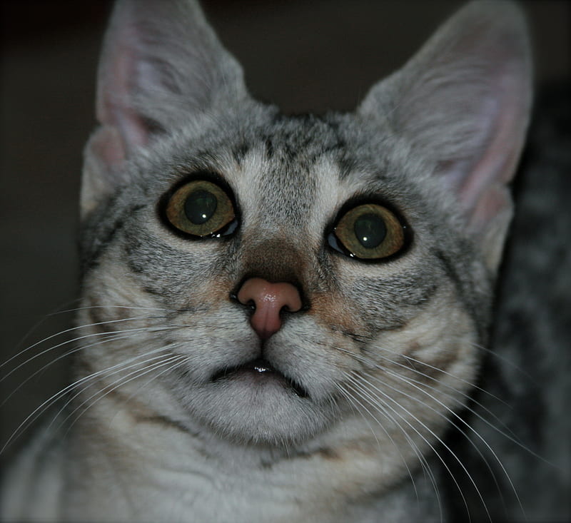 My baby pink nosed savannah cat, savannah, face, cat, silver, animal, HD  wallpaper | Peakpx