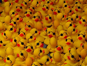 Ducky, duck, meme, HD phone wallpaper | Peakpx