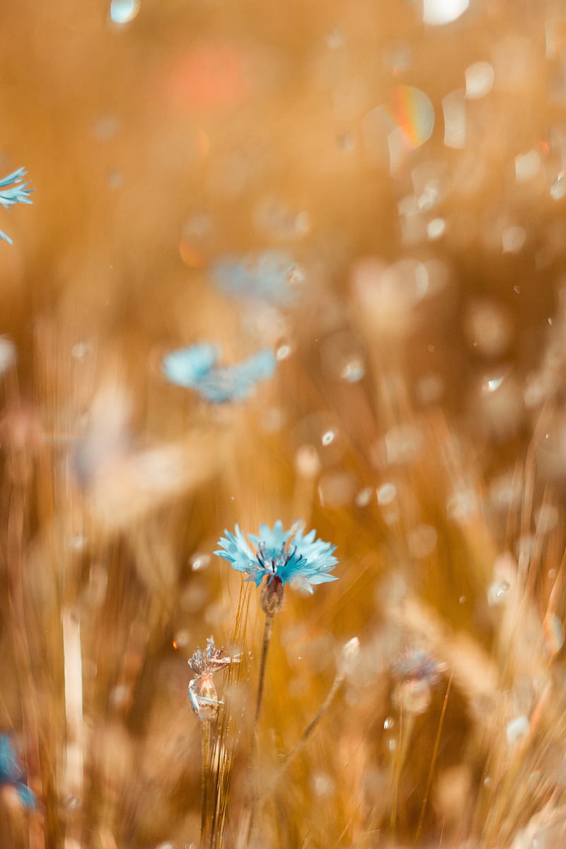 cornflower, flower, blue, field, blur, HD phone wallpaper