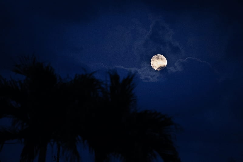 moon, night, palm, HD wallpaper