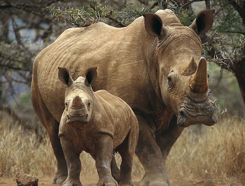WHITE RHINO KENYA, mums and kids, savannah, calves, africa, bushveld, rhinoceros, big five, babies, grassland, HD wallpaper