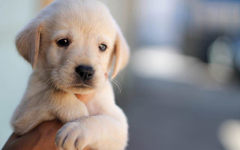 labrador, puppy in hand, retriever, small labrador, pets, cute animals, labradors, golden retriever, HD wallpaper