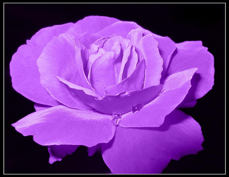 purple rose, pretty, rose, soft, bud, elegance, nice, purple, plants, blossoms, flowers, nature, petals, blooms, delecate, HD wallpaper