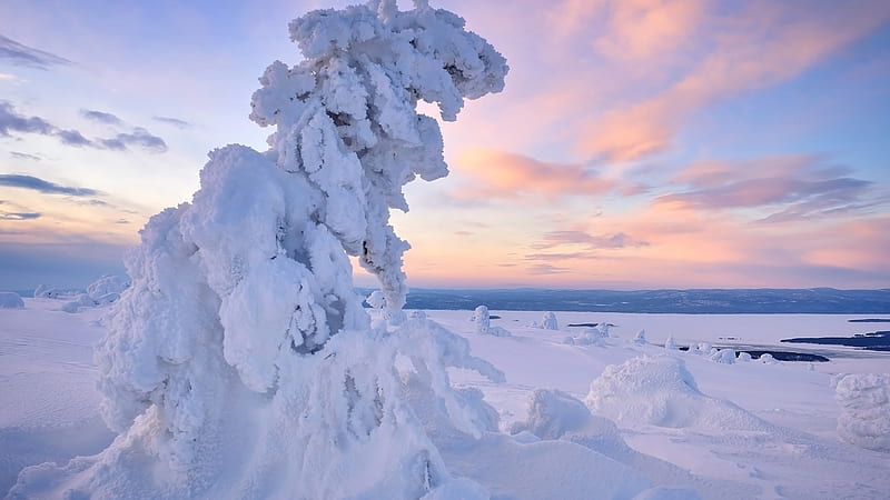 Horizon Landscape Snow Covered Tree Under White Blue Sky New Blue Sea Winter, HD wallpaper