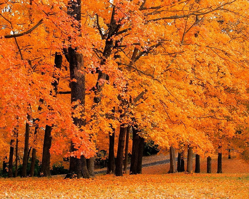 Autumn , autumn, beautiful landscape, leaves, nature, tress, HD wallpaper