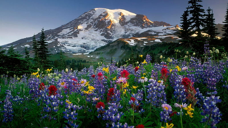 Snow Covered Mountain Colorful Flowers Green Plants Blue Sky Anime Background Anime Background, HD wallpaper