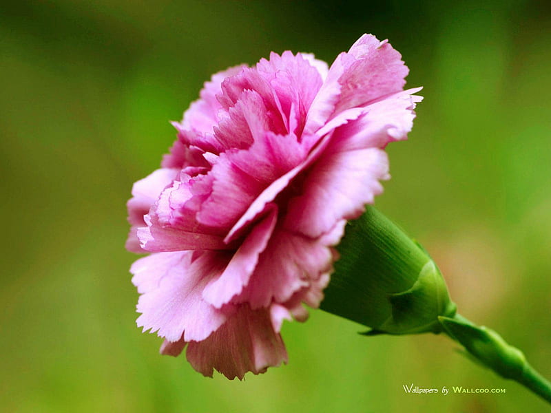 30 1600 1 0 pink carnation flower in nature 1600x1299jpg, flower, pink spicy, carnation, HD wallpaper
