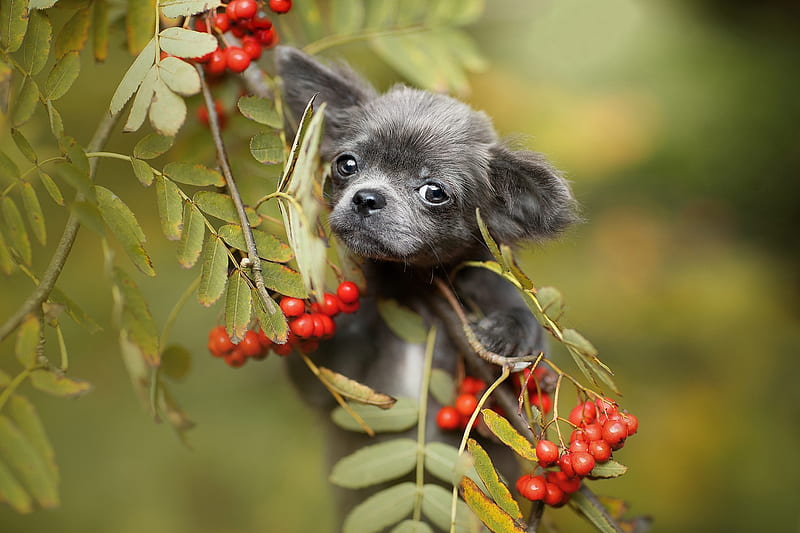 :), dog, puppy, green, red, cute, fruit, berry, caine, black, HD wallpaper