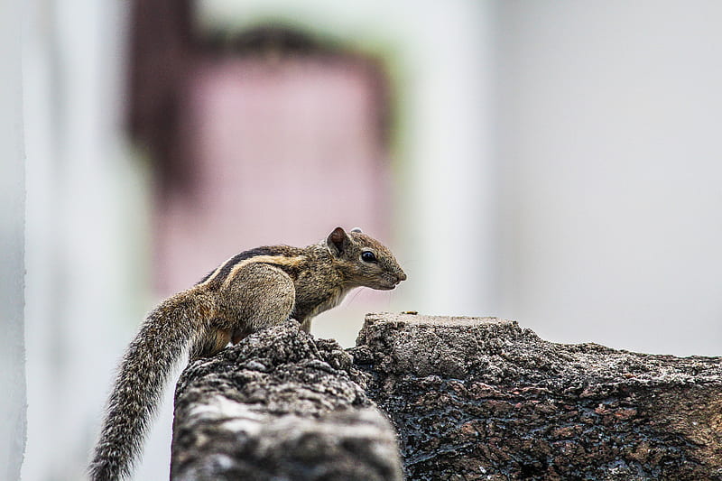 Brown Squirrel on Gray Rock, HD wallpaper