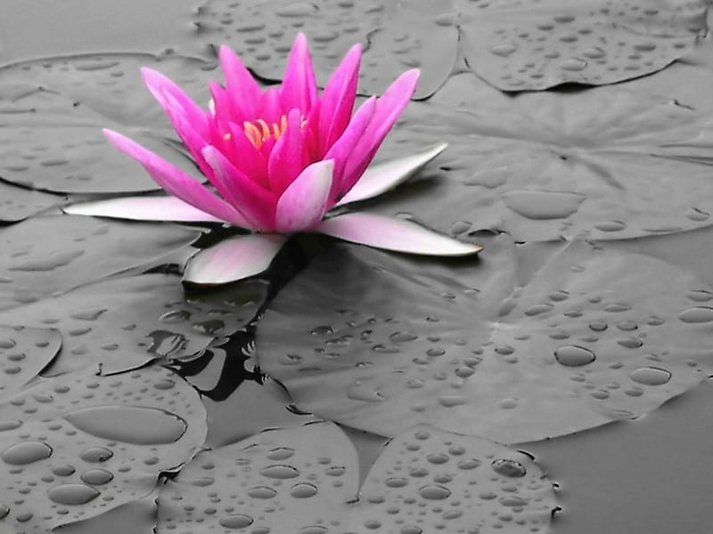 Pink Water Lily Flower Lily Pink Water Hd Wallpaper Peakpx