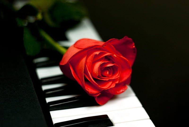 ω✿ω Beauty against evil ω✿ω, sweetheart, sweet, red rose, love, siempre, soul, romance, angel, music, loving memory, against evil, black, piano, song, entertainment, precious, single, white, HD wallpaper