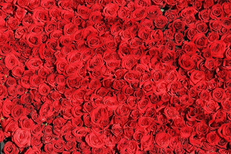 Roses, red, rose, flower, valentine, skin, carpet, HD wallpaper | Peakpx