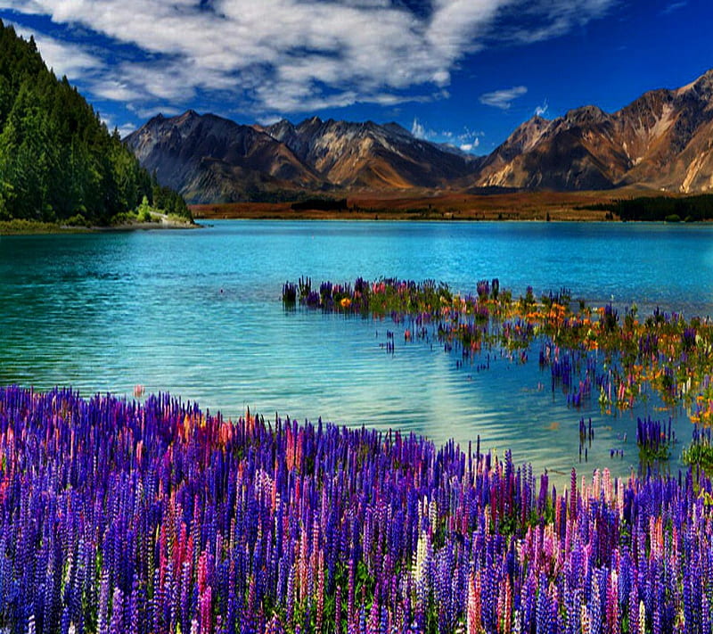 Flowers, flower lake, landscape, nature, purple, HD wallpaper | Peakpx