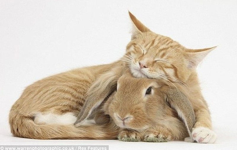 cute sleeping friends, rabbit, sleeping, cats, animals, friends, HD wallpaper