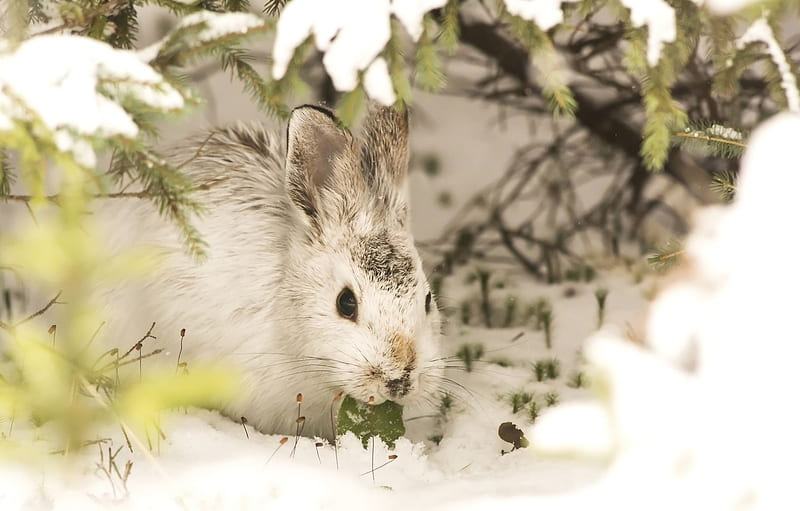 winter, snow, rabbit for , section животные -, HD wallpaper