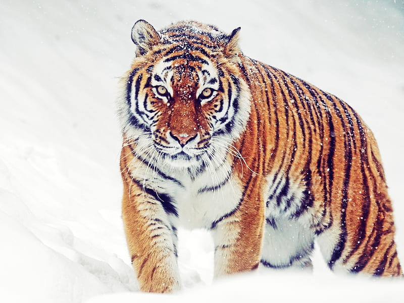 Siberian tiger, snow, orange, tigru, white, iarna, animal, winter, HD wallpaper