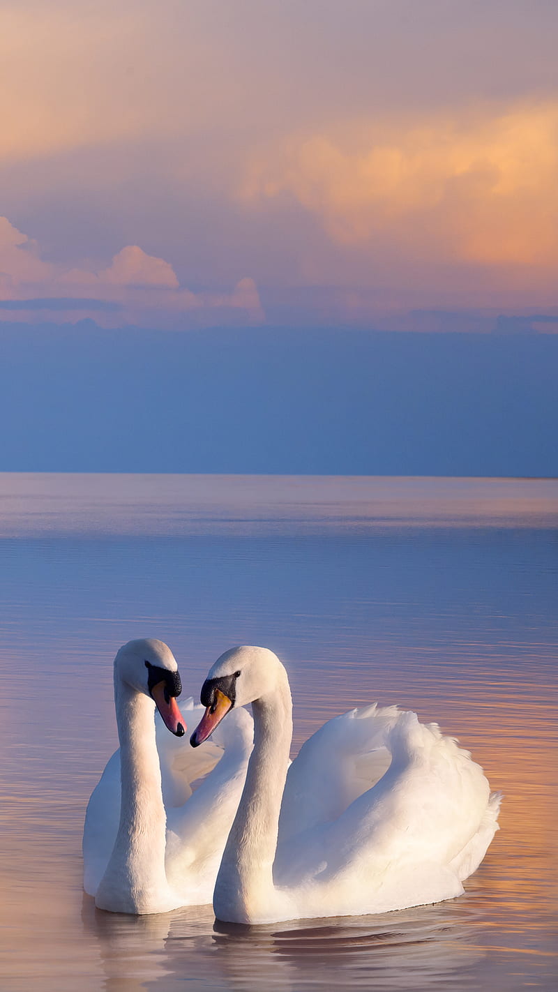 Swan love, HD phone wallpaper | Peakpx