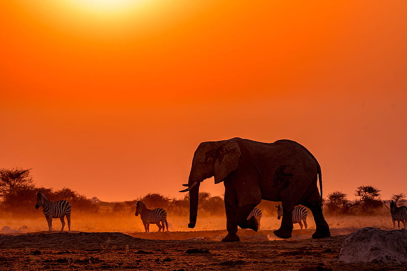 Animal, Elephant, Sunset , Africa , Botswana , Wildlife, HD wallpaper