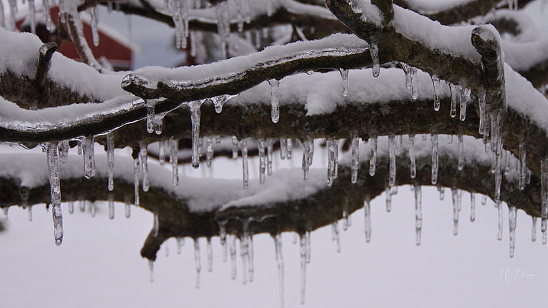 Northeaster, tree limb, snow, melt, ice, icicles, HD wallpaper