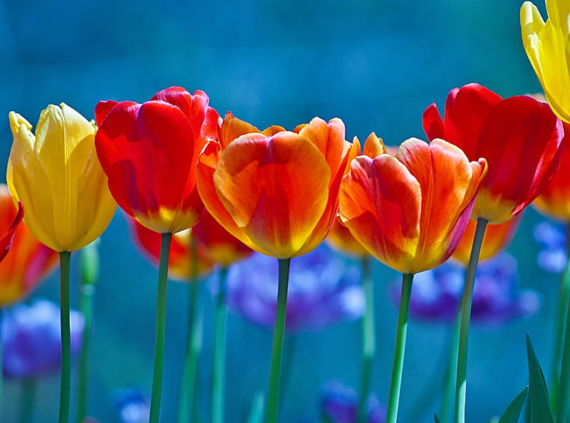 Brightly Colored Tulips, tulips, flowers, HD wallpaper