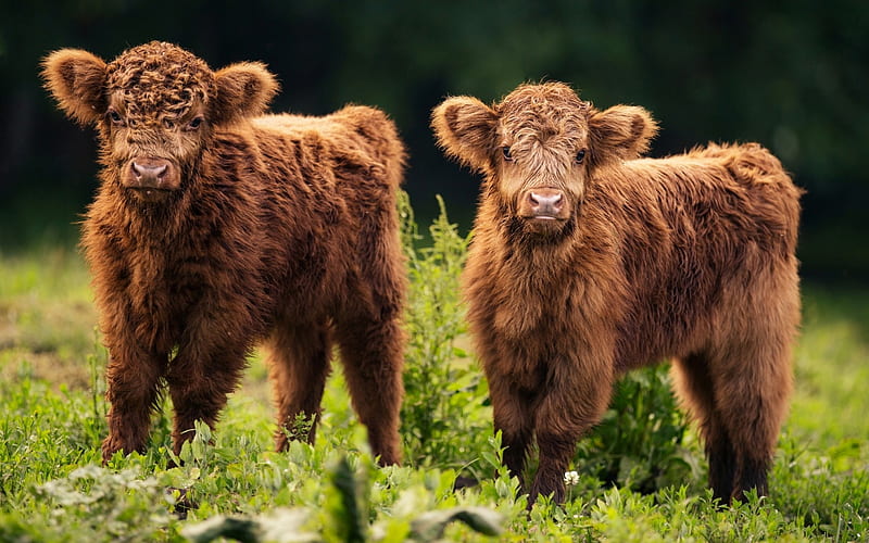 :), cute, cow, green, brown, vaca, bull, baby, animal, HD wallpaper