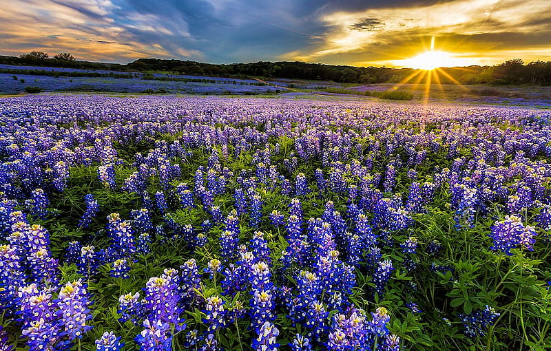 Bluebonnet Field at Muleshoe Bend Recreation Area, Austin-, texas, sun, usa, flowers, blossoms, sunset, clouds, sky, HD wallpaper
