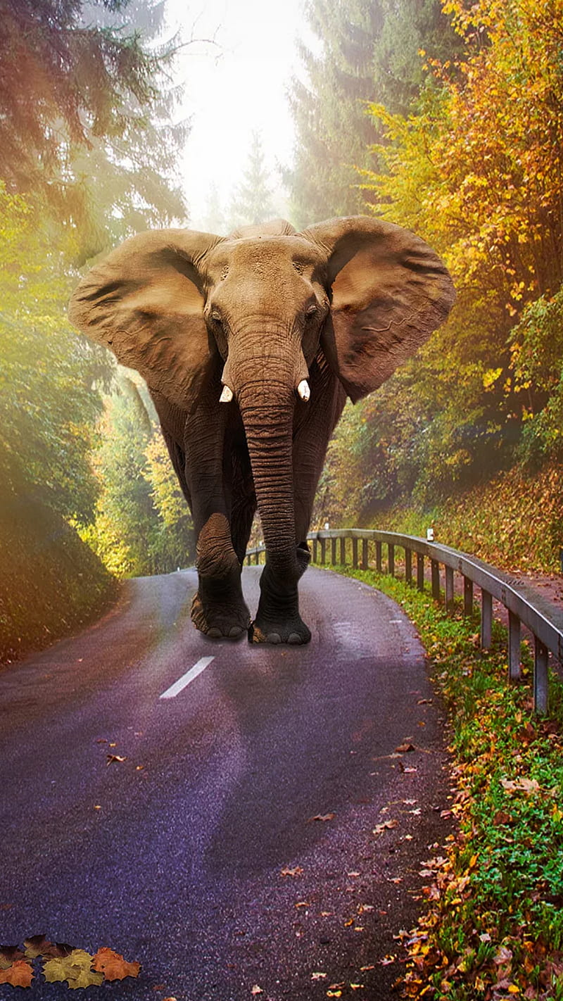 Elephant, art, trees, road, animal, HD phone wallpaper | Peakpx