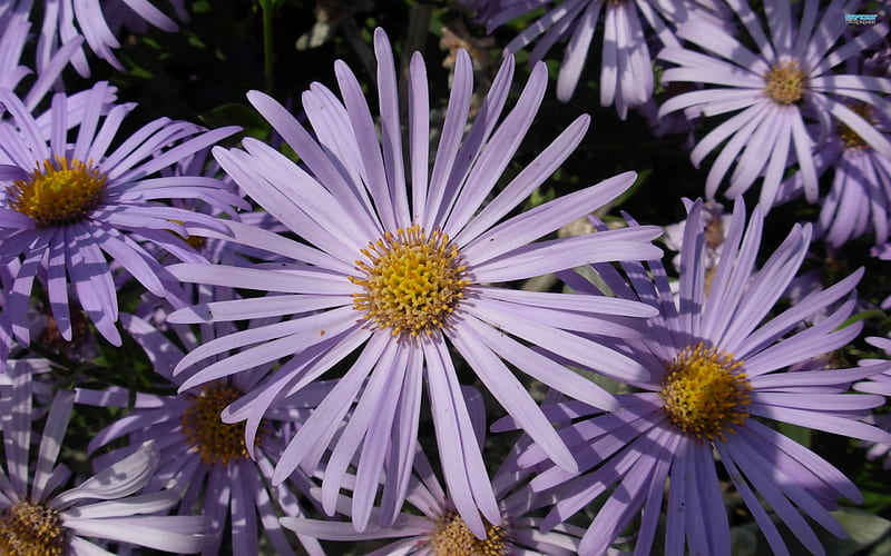 Alpine Aster, flowers, nature, spring, aster, HD wallpaper