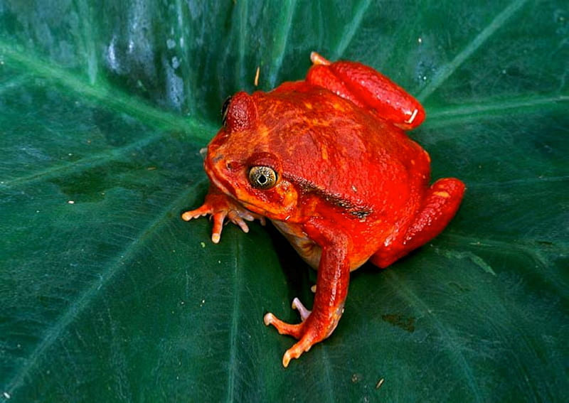Tomato Frog, red, green, album, all things red, Microsoft, HD wallpaper