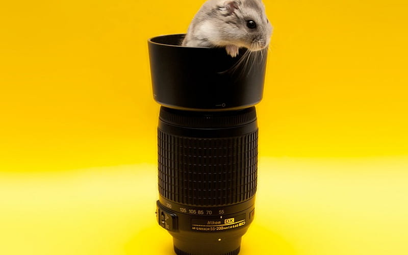 Mouse, object, object-glass, lens, HD wallpaper