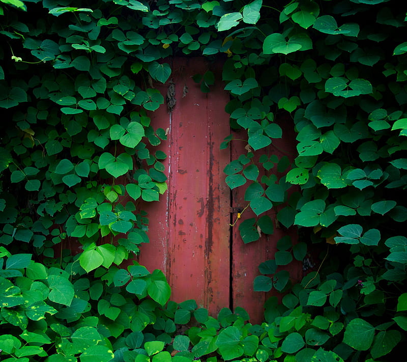 Leaves, door, green, leaf, nature, wood, HD wallpaper