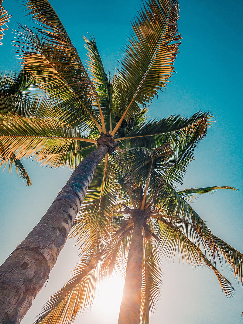 palms, trees, sun, light, nature, HD phone wallpaper