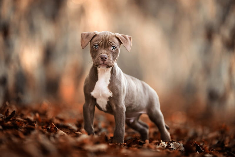Dogs, American Pit Bull Terrier, Baby Animal, Depth Of Field, Dog, Pet, Puppy, HD wallpaper