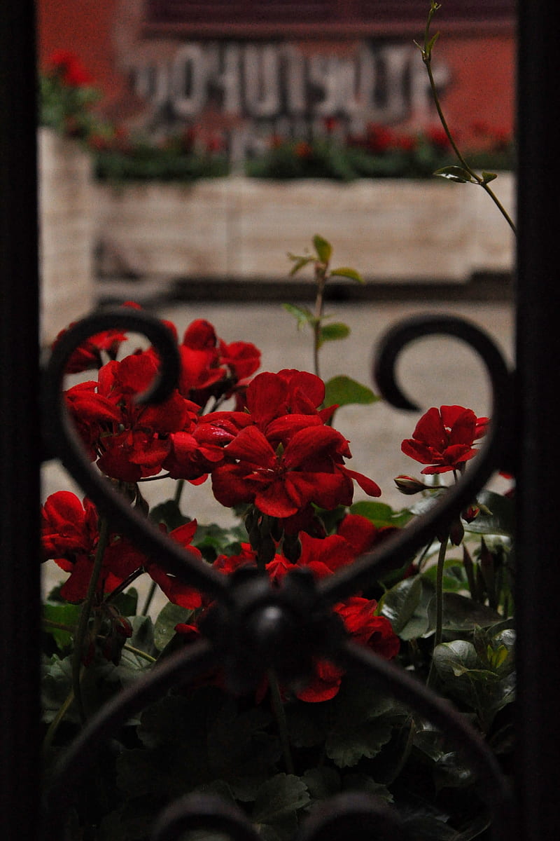 red flowers in tilt shift lens, HD phone wallpaper