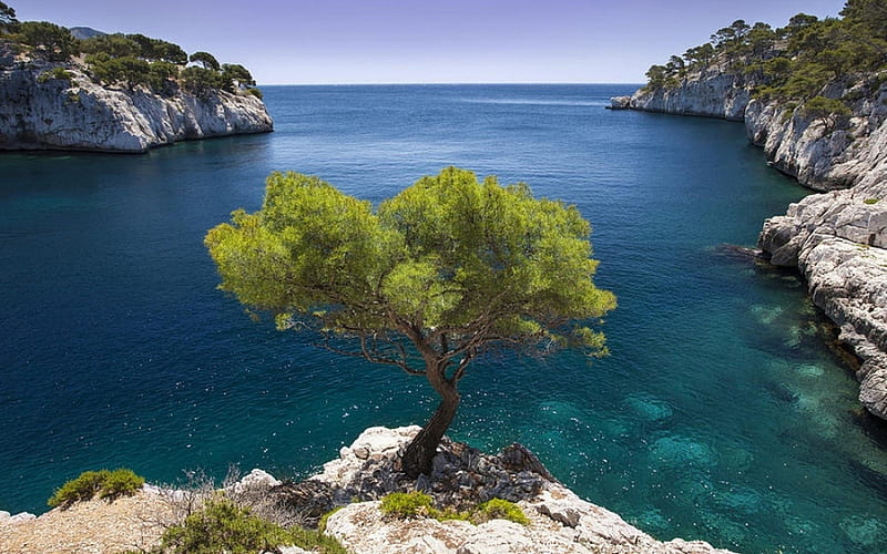 Lonely Pine Growing on a Rock, rocks, tree, water, pine, nature, sea, HD wallpaper