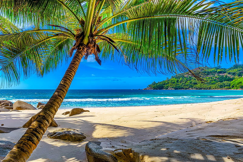Tropical shade, rest, vacation, Barbados, ocean, shade, palm, sea ...
