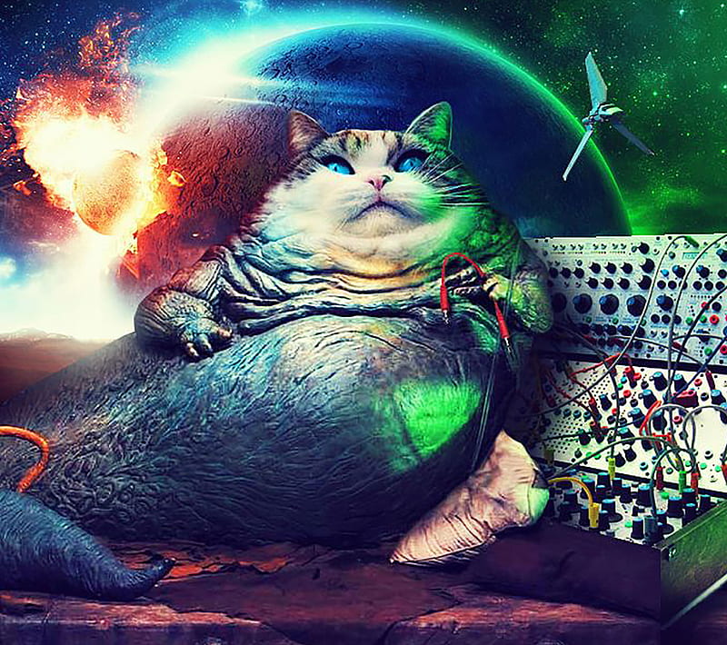 Jabba Cat on Synth, space, synthesizer, HD wallpaper