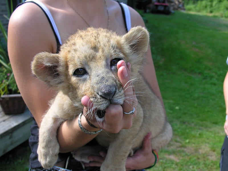 I have to present a cute little lion cub, cute, zoo, cub, Lion, adorable, HD wallpaper