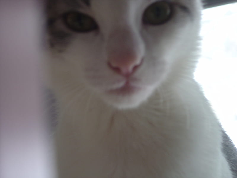 Marco my new kitten, gray, shy, tabby, white, eyes, cats, fur, HD wallpaper