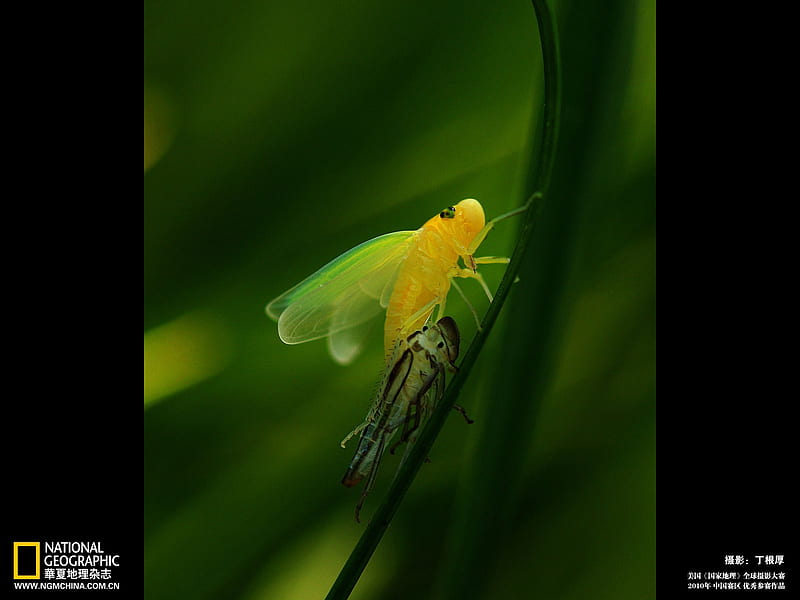 is the Daqingye cicada molting, HD wallpaper
