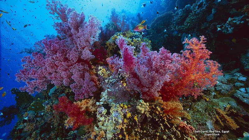 Soft Coral, ocean life, Egypt, coral, sea, aquatic, HD wallpaper