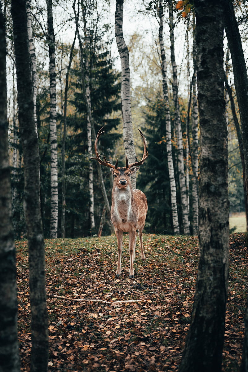 deer, antlers, animal, trees, forest, HD phone wallpaper