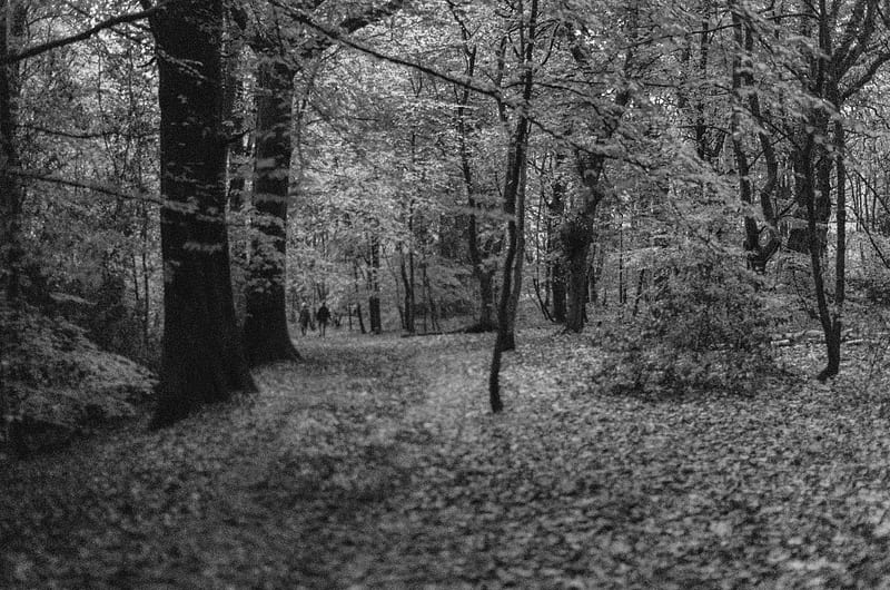 Grayscale of trees in forest, HD wallpaper | Peakpx