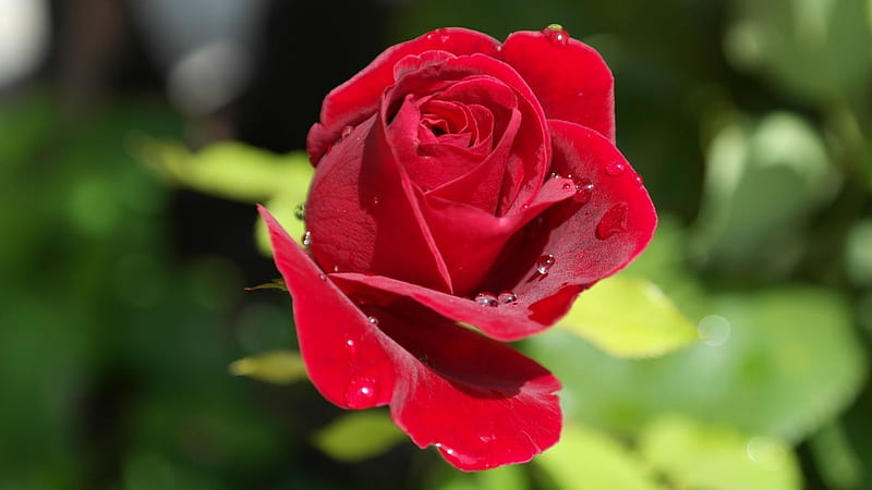 *Love*, red, bloom, rose, dew, drops, drip, fragrance, botany, plants, flower, beauty, nature, scent of rose, HD wallpaper