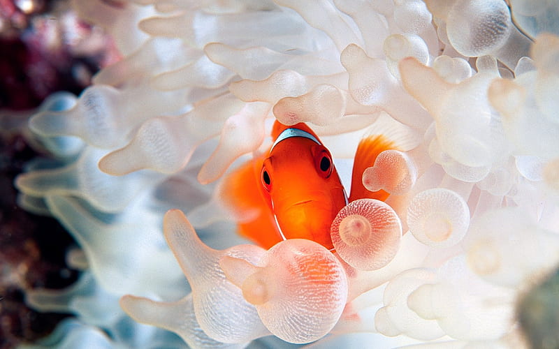 Nemo clownfish in anemone, HD wallpaper