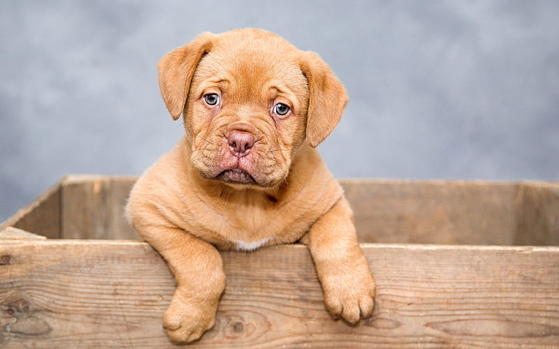 Bordeauxdog, small puppy, Bordeaux Mastiff, pets, small brown dog, HD wallpaper